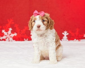 Phobe Cavapoo